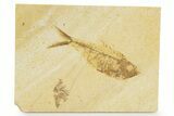 Detailed Fossil Fish (Diplomystus) - Wyoming #379350-1